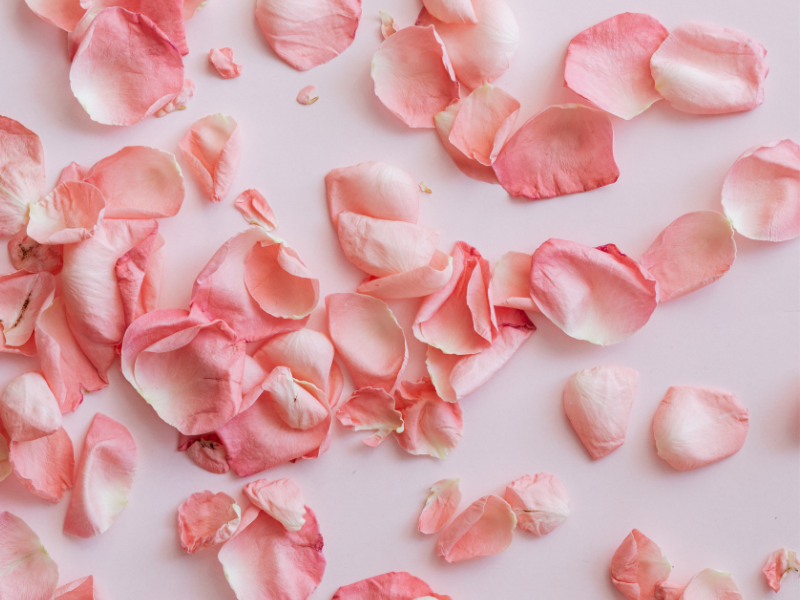 Rose Petals