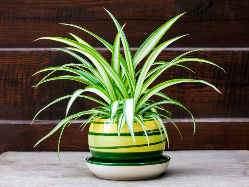 Spider Plant for Propagating Houseplants