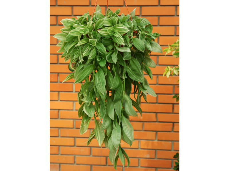 Tradescantia plant for Propagating Houseplants