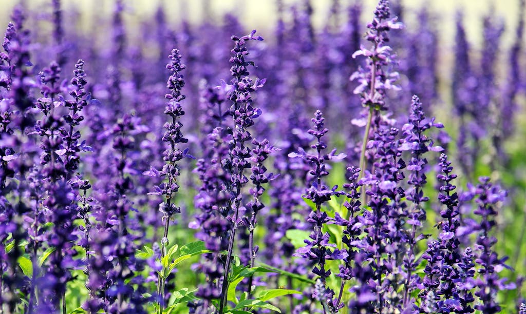 A stunning field of vibrant lavender flowers in full bloom under the daylight.