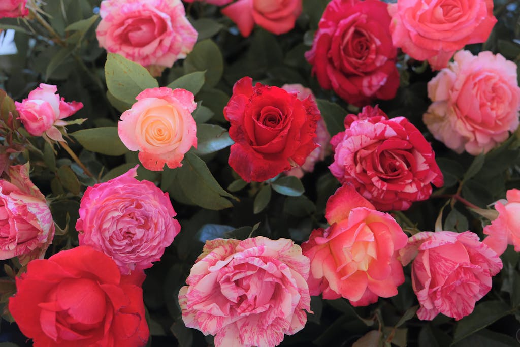 Close-up of a vibrant bouquet showcasing pink and red roses in full bloom, emphasizing floral beauty.