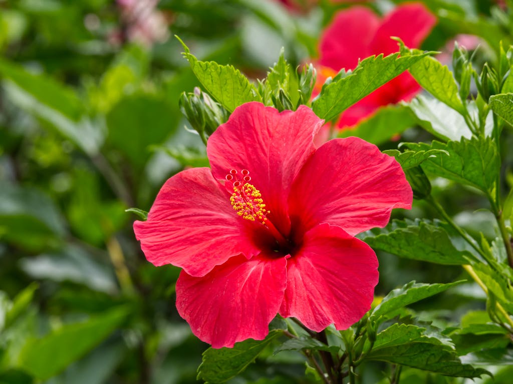 Close-up of a vivid red hibiscus flower against rich green leaves, capturing nature's beauty.