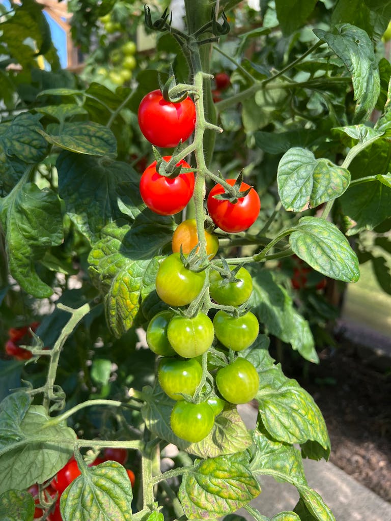 Colorful cherry tomatoes on the vine, showcasing ripening stages, captured in natural outdoor light.