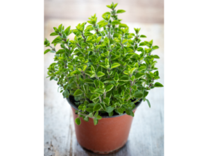 oregano  herb for Propagating houseplants