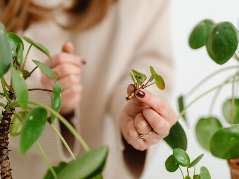plant cutting