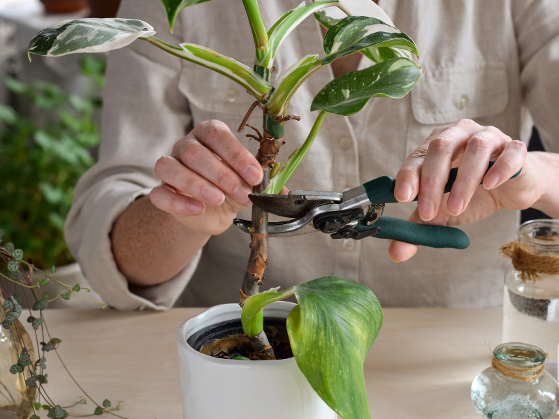 plant cutting