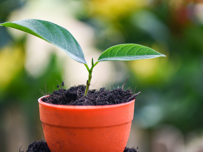 plant in soil