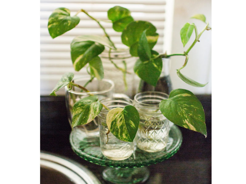 propagating houseplants in water