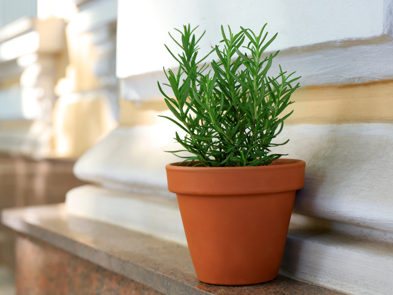 rosemary plant herb for Propagating houseplants