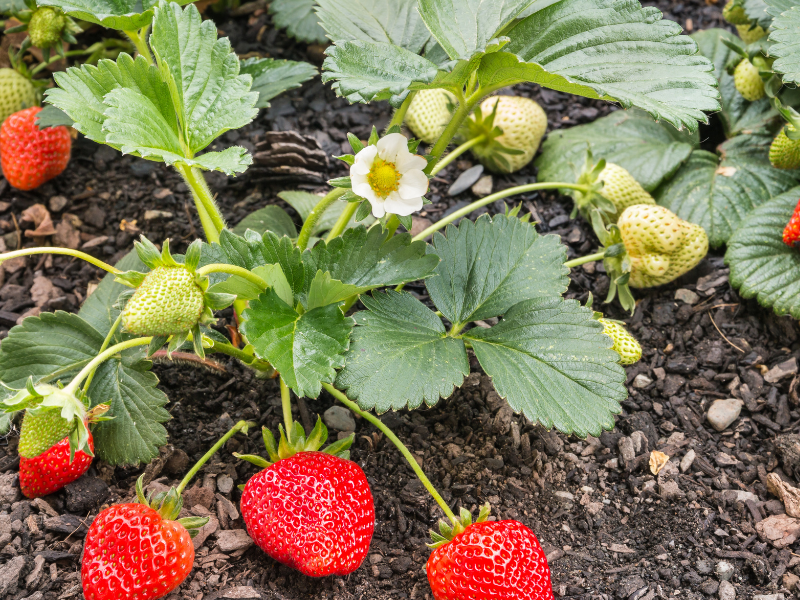 strawberry leaf benefits