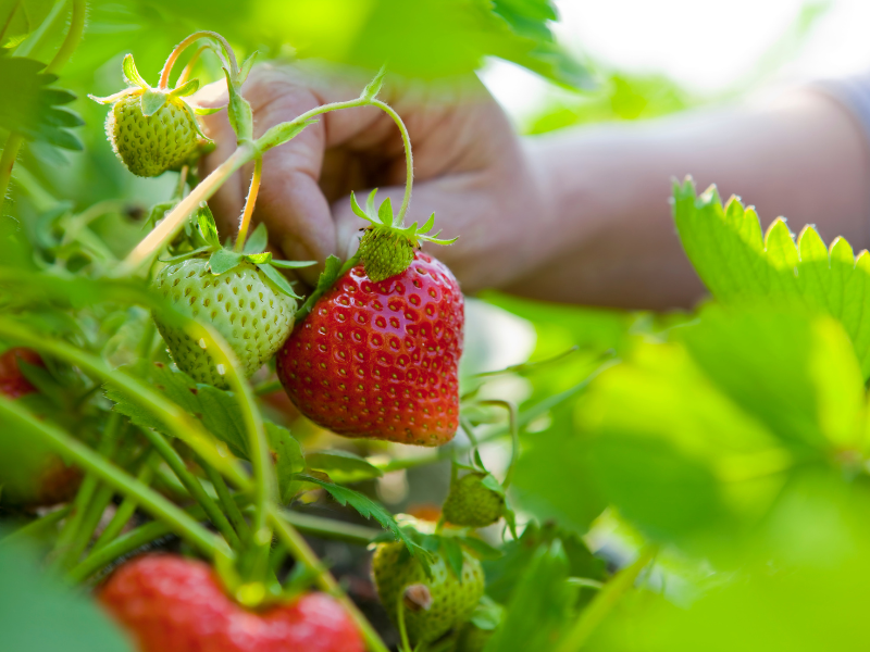 picking strawberries and leaves