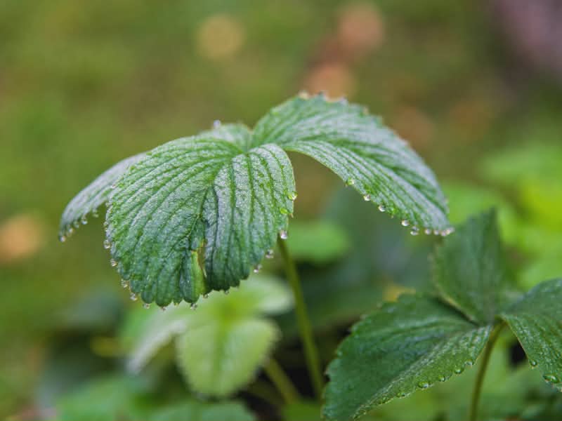 strawberry leaf benefits