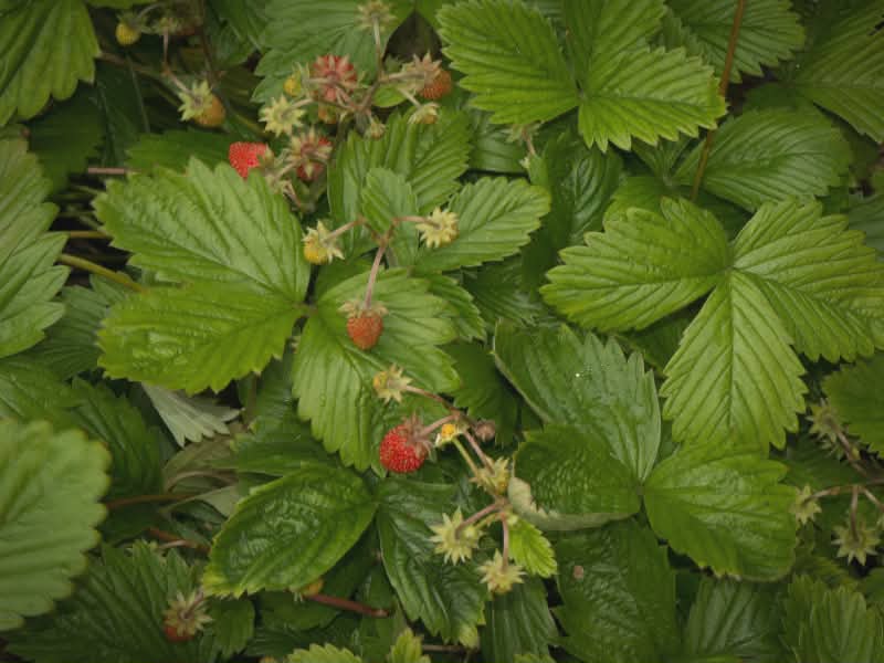 stawberry leaf benefits
