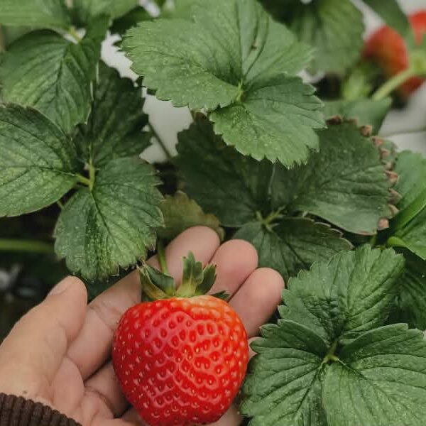 strawberry leaf benefits