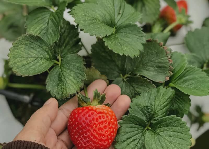 strawberry leaf benefits