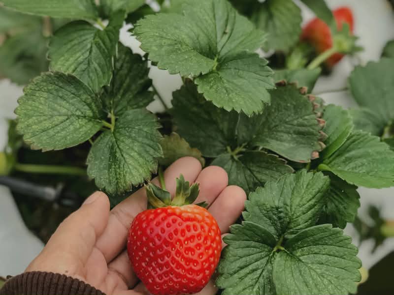 strawberry leaf benefits