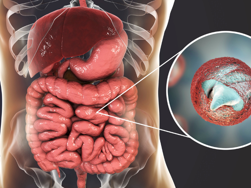 Cryptosporidium - parasitic infections