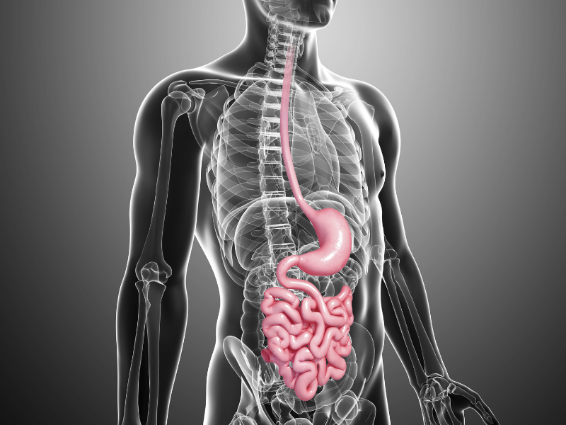 gastrointestinal tract - healing the gut