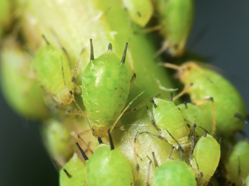 Aphids Overwatering houseplants