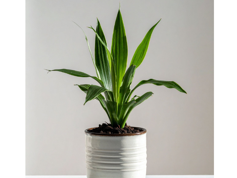 Cast Iron Plant Overwatering houseplants