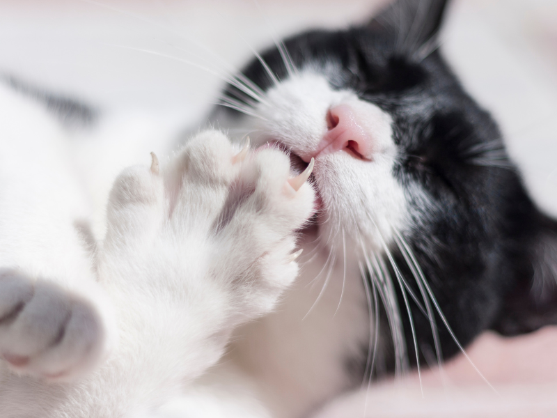Cat licking paw