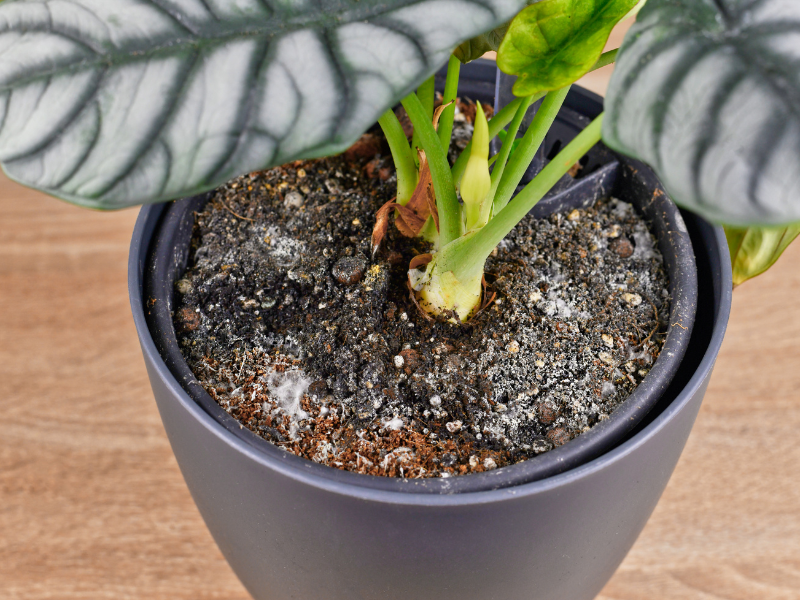 Overwatering houseplants mold growth