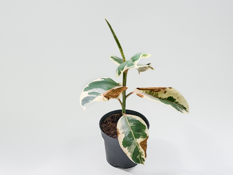 Overwatering houseplants