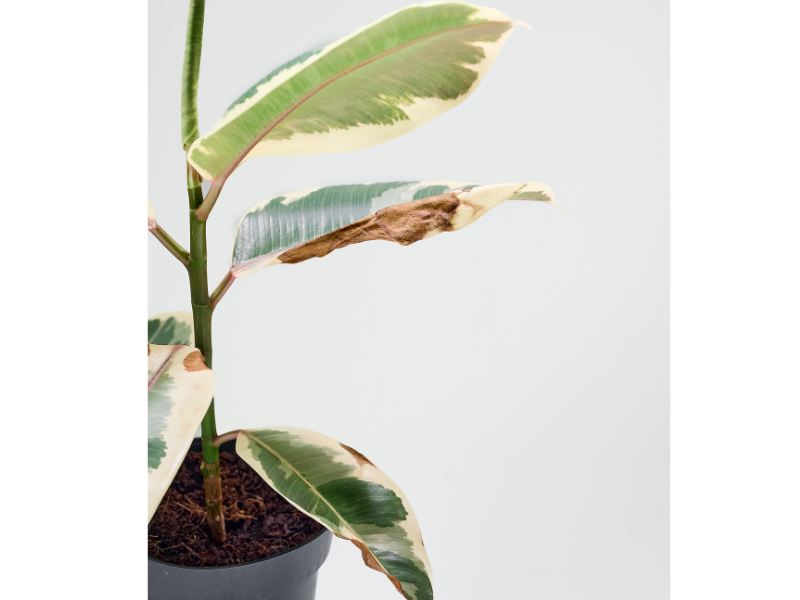 Overwatering plants