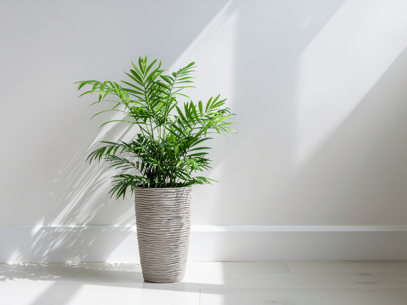 parlor palms Overwatering houseplants