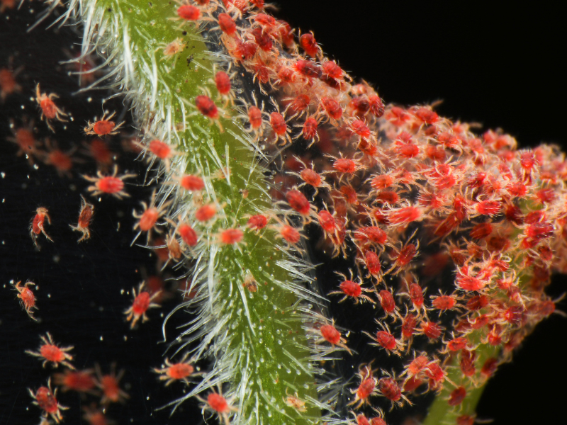 Overwatering houseplants
