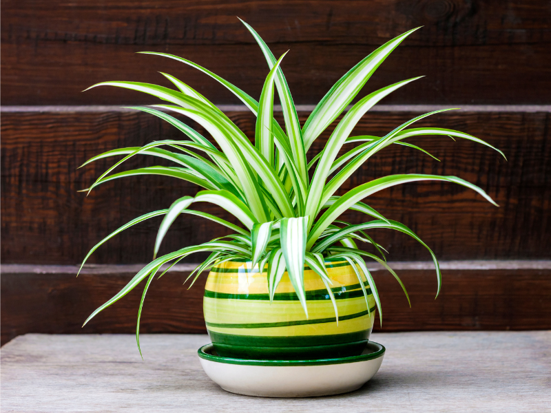 Overwatering houseplants spider plant