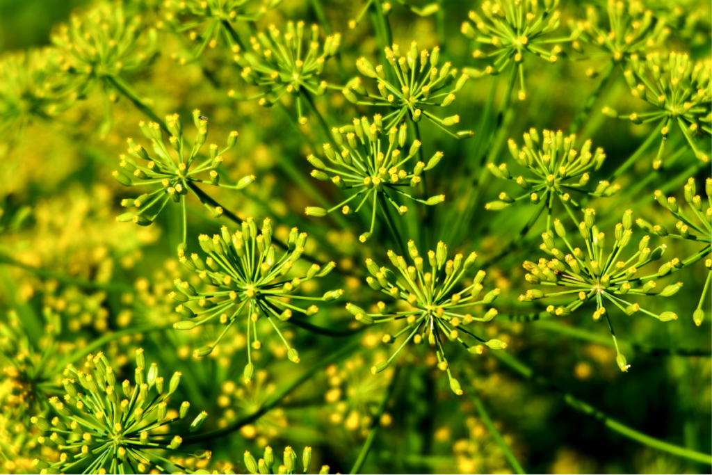 Dill