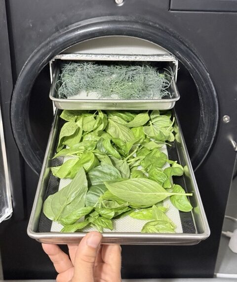 Freeze Dry Herbs