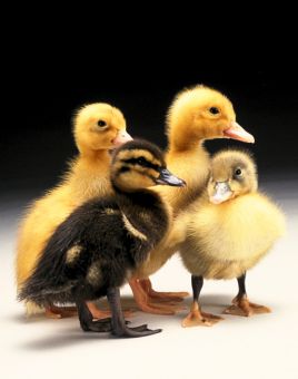 Metzer Farms Ducklings