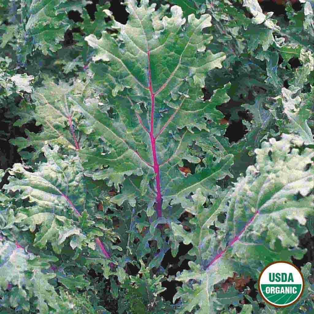 Ferry-Morse – Red Russian Organic Kale Seeds