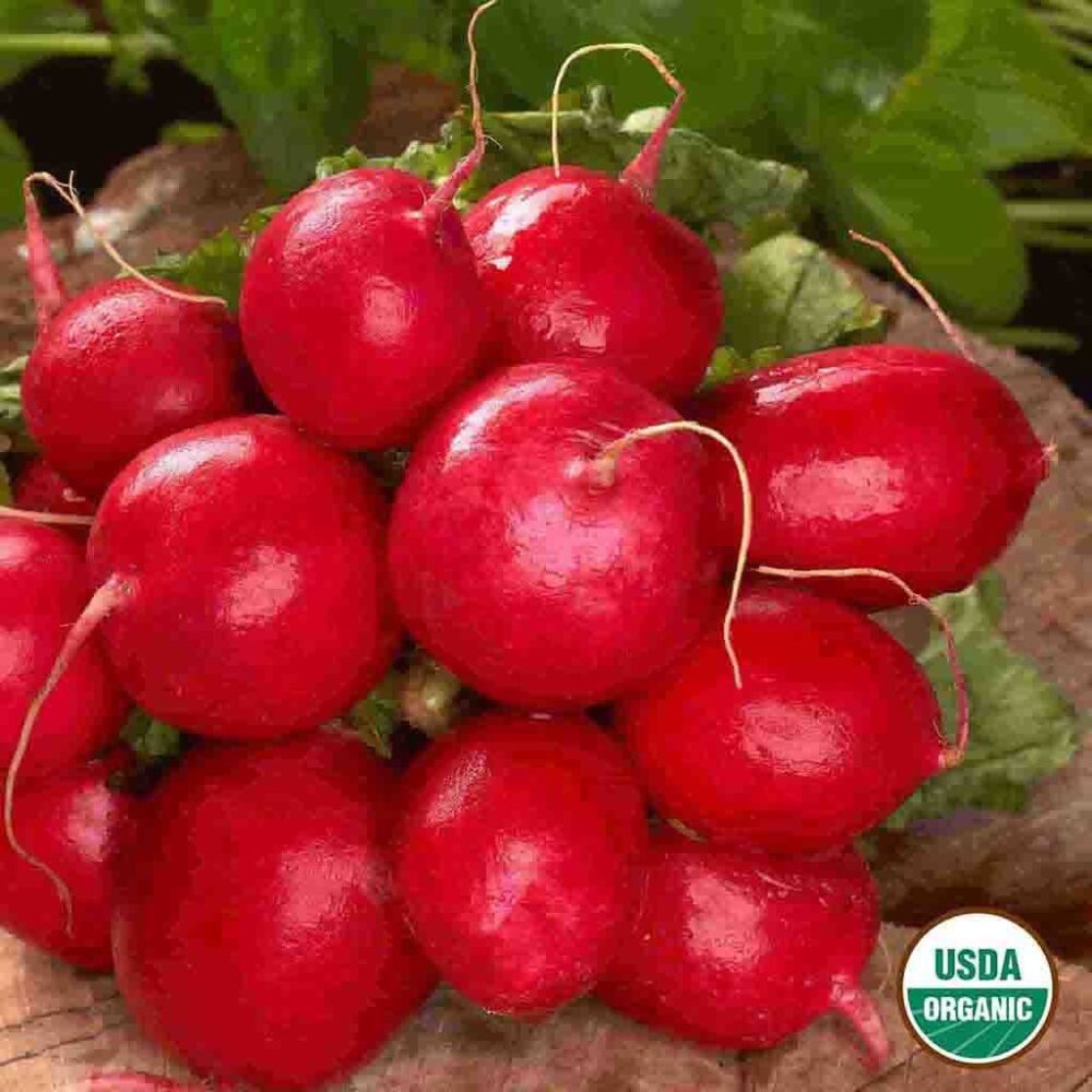 Ferry-Morse – Cherry Belle Organic Radish Seeds
